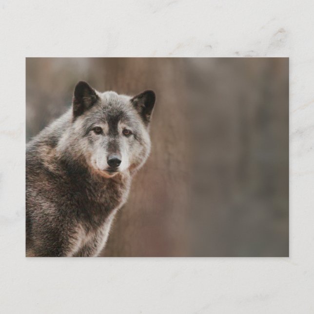 Cartão Postal Cinza Wolf (Frente)