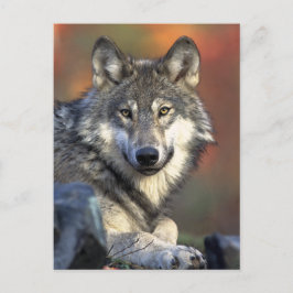 Cartão Postal Cinza Wolf Art