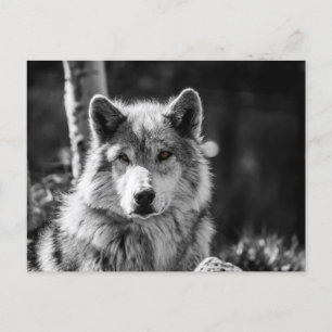 Cartão Postal Cinza Wolf busto a preto e branco
