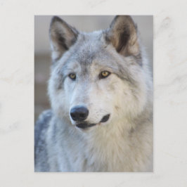 Cartão Postal Cinza Wolf Closeup