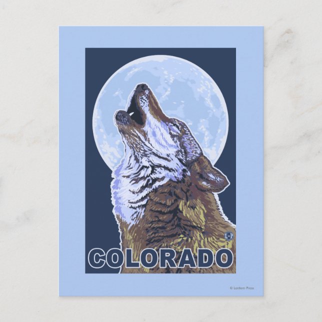 Cartão Postal Cinza Wolf HowlingColorado (Frente)