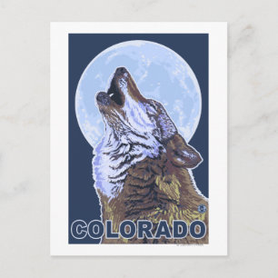 Cartão Postal Cinza Wolf HowlingColorado