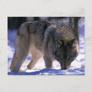 Cartão Postal Cinza Wolf na borda da floresta nevada, contato oc