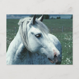 Cartão Postal Cinzas aplainadas em Pastas Flores