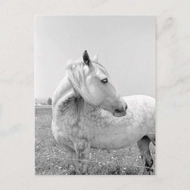 Cartão Postal Cinzas aplainadas na pastagem (Frente)