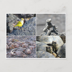 Cartão Postal cinzeiros das galápagos