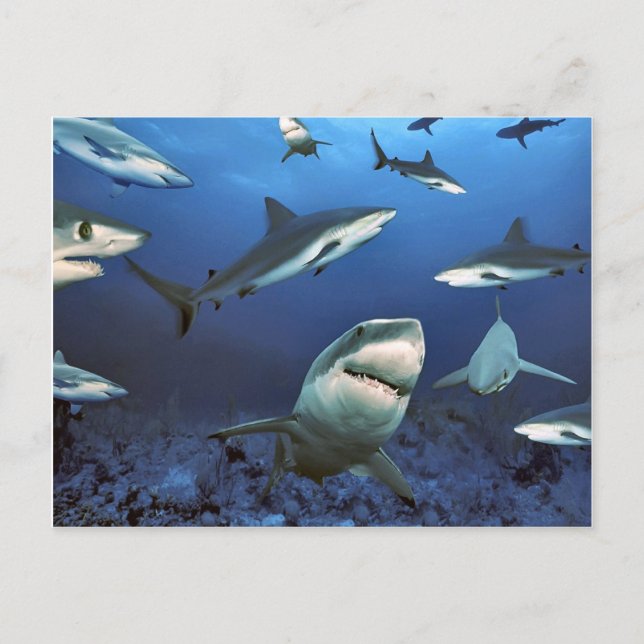 Cartão Postal Circular para o matar (Frente)