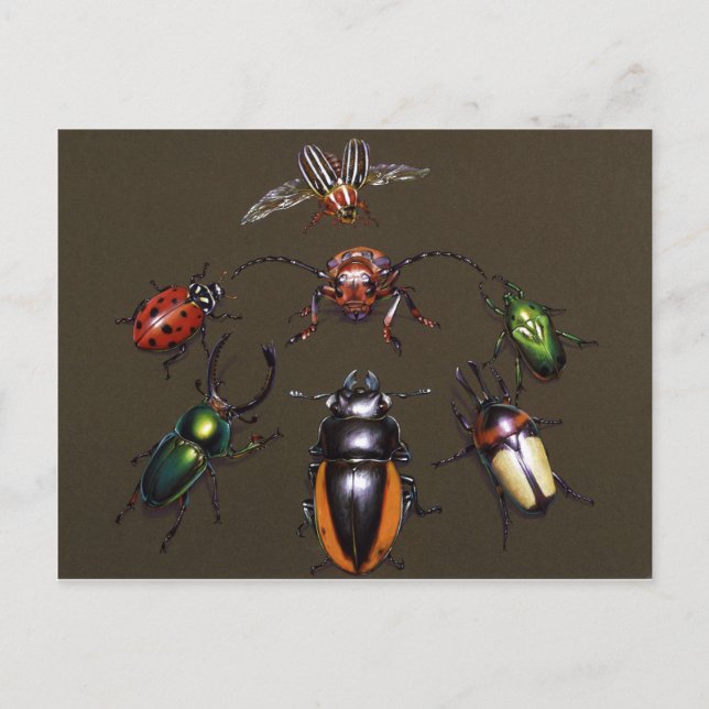 Cartão Postal Círculo Beetle da Fantasia (Frente)