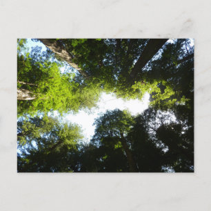 Cartão Postal Círculo de Árvores Redwood no Parque Nacional Redw
