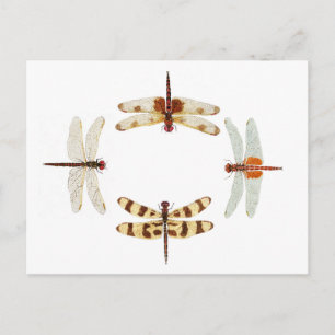 Cartão Postal Círculo de Dragonflies