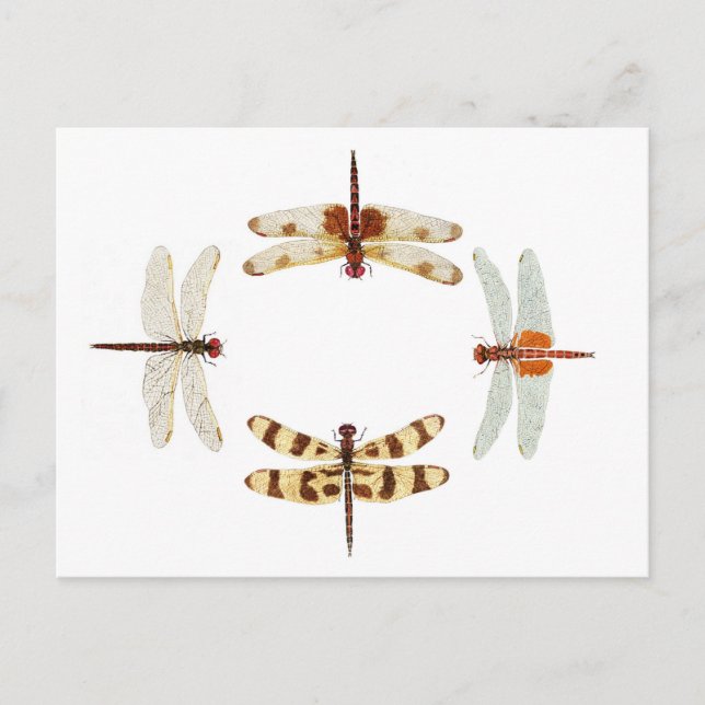 Cartão Postal Círculo de Dragonflies (Frente)