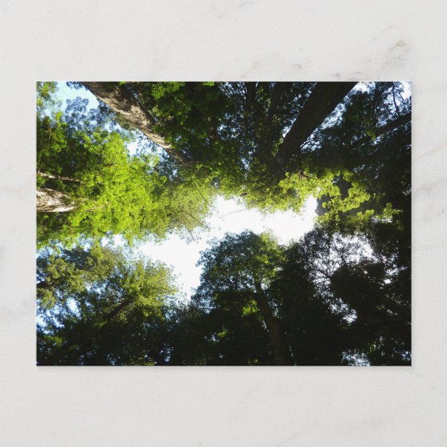 Cartão Postal Círculo de Sequoias Vermelhas no Parque Nacional d (Frente)