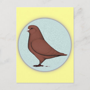 Cartão Postal Círculo Mondain Pigeon Francês