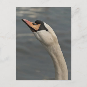 Cartão Postal Cisne