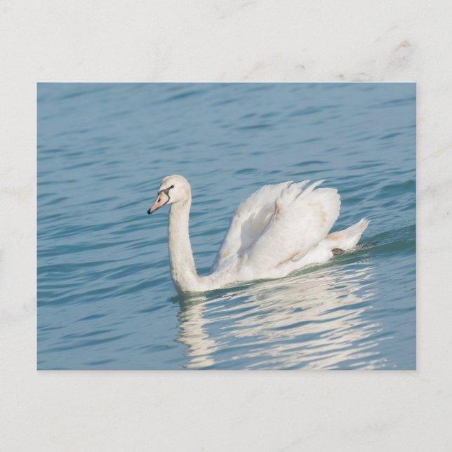 Cartão Postal Cisne (Frente)