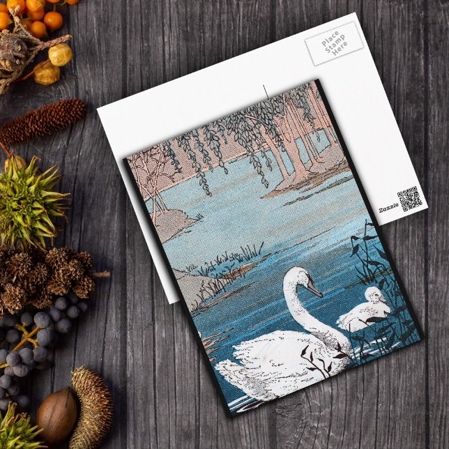 Cartão Postal Cisne branca elegante com bebê (Beautiful white swan with baby swimming in blue lake black borders on postcard.)