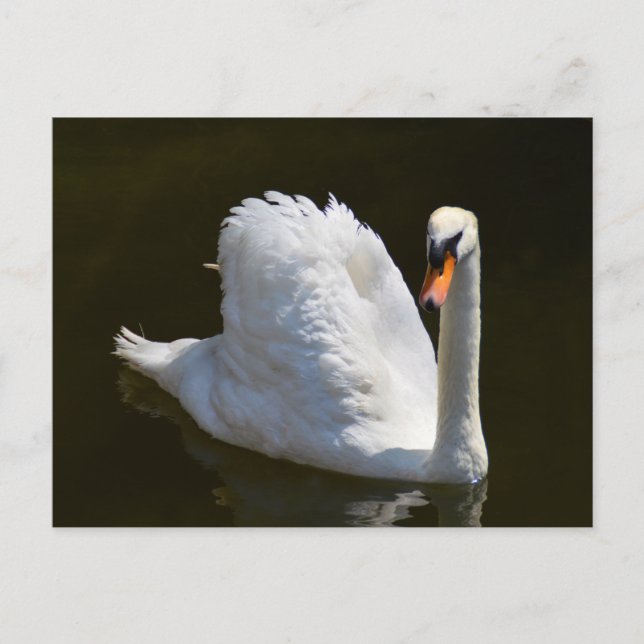 Cartão Postal Cisne branco (Frente)