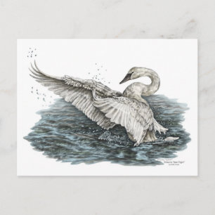 Cartão Postal Cisne branco na água