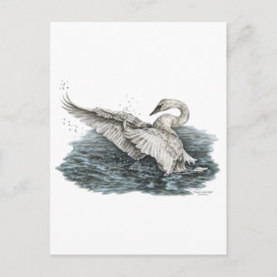 Cartão Postal Cisne Branco na Água
