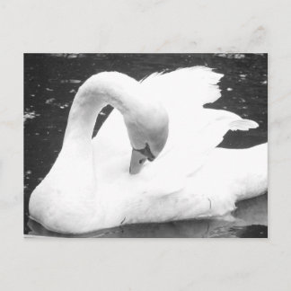 Cartão Postal Cisne do lago — Preto e Branco