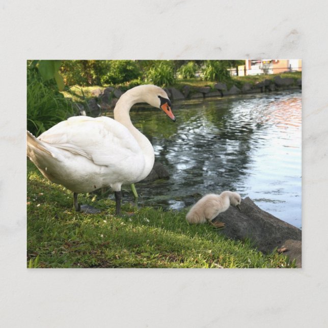 Cartão Postal Cisne e filhote de cisne (Frente)