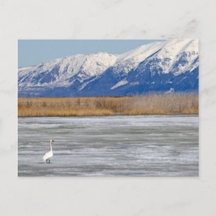 Cartão Postal Cisne e neve