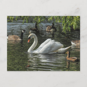 Cartão Postal Cisne e outras aves. Lago Roath Park, Cardiff