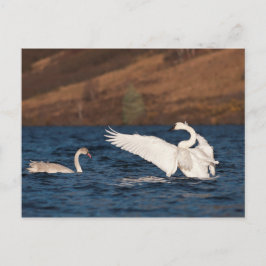 Cartão Postal Cisne Flapping