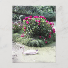 Cartão Postal Cisne - Ilha das Flores