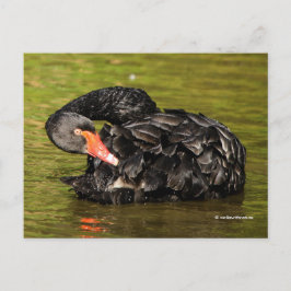 Cartão Postal Cisne Negra Elegante no Lixo