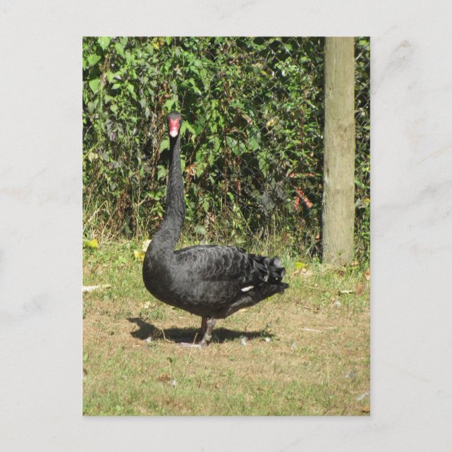 Cartão Postal Cisne Negro (Frente)