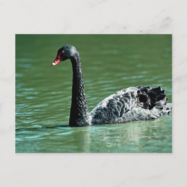 Cartão Postal Cisne negro, Austrália (Frente)