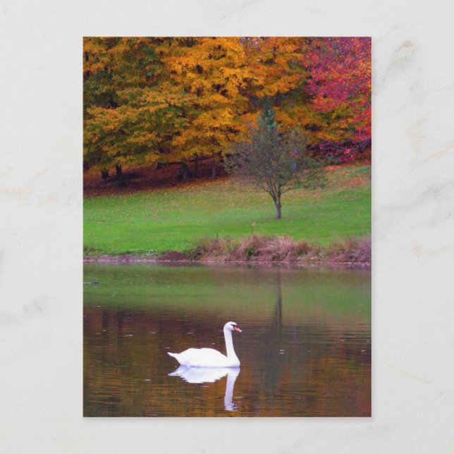 Cartão Postal Cisne no outono (Frente)