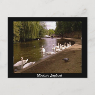 Cartão Postal Cisne no rio Tamisa em Windsor