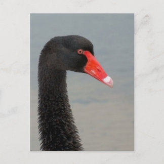 Cartão Postal Cisne preta