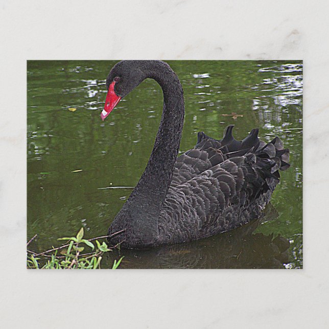 Cartão Postal Cisne Preto Magnífico na Água (Frente)