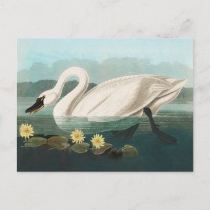Cartão Postal cisnes brancas de pássaro de audubon do cisne