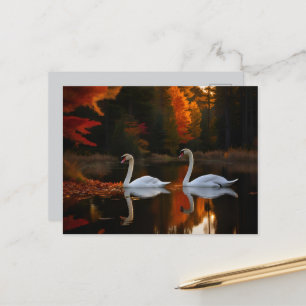 Cartão Postal Cisnes Brancas Graciosas Vidrindo Através Do Outon