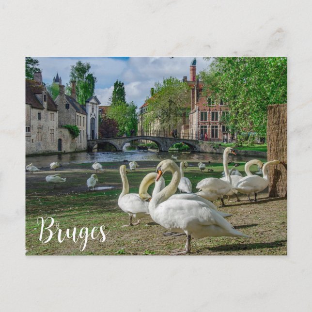 Cartão Postal Cisnes brancas no centro de Bruges (Frente)