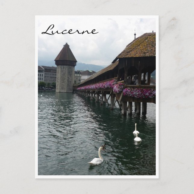 Cartão Postal cisnes da ponte de capela (Frente)