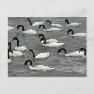 Cartão Postal Cisnes de pescoço preto (Cygnus melancoryphus)