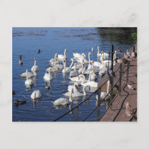 Cartão Postal Cisnes e Outros Pássaros no Lago Roath Park Cardif