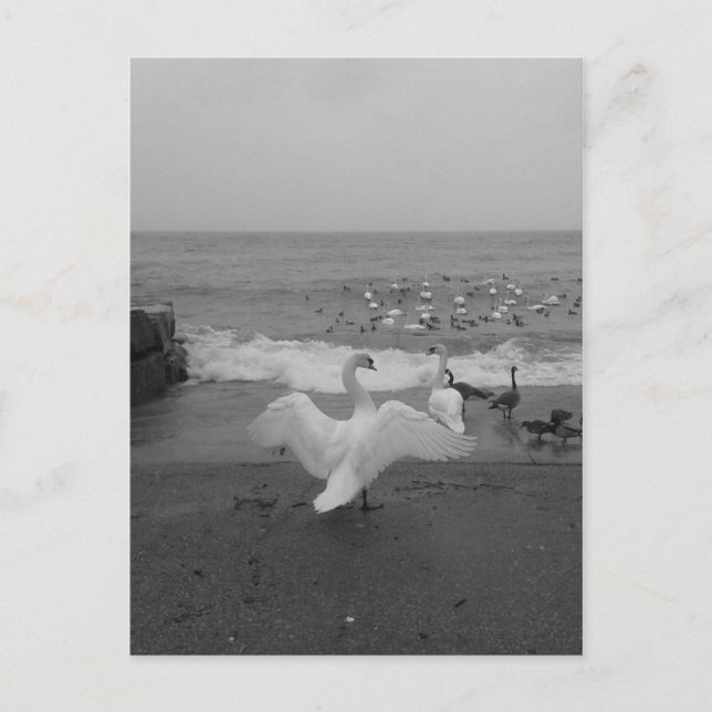 Cartão Postal Cisnes e Pássaros Pretos e Brancos no Lago Ontário (Frente)