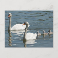 Cisnes E Patos De Muda