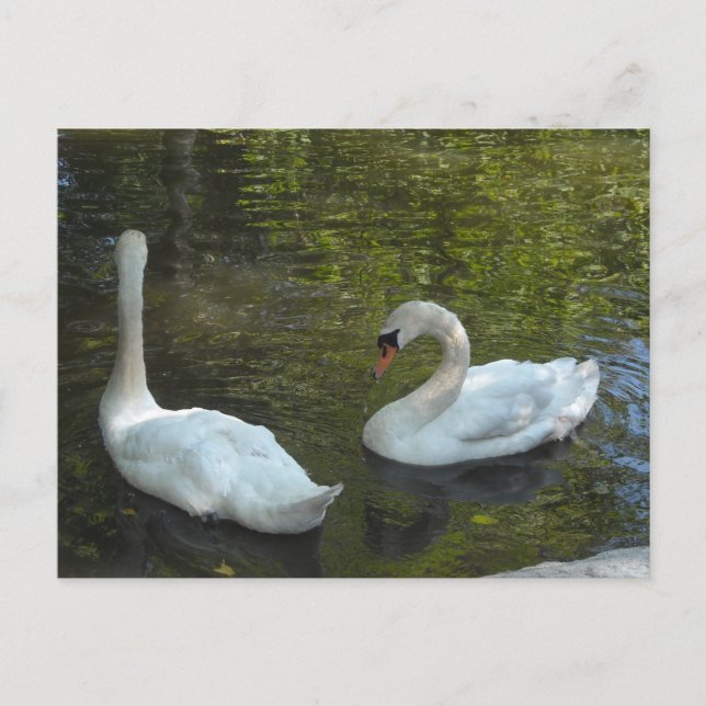 Cartão Postal Cisnes Graciosos (Frente)
