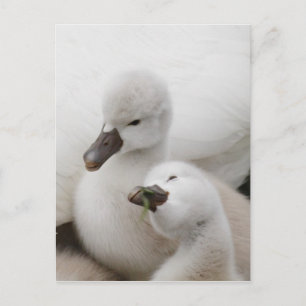 Cartão Postal Cisnes mudos filhotes