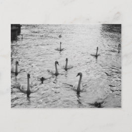 Cartão Postal Cisnes negras e brancas