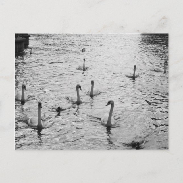 Cartão Postal Cisnes negras e brancas (Frente)