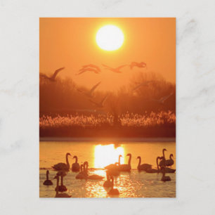 Cartão Postal Cisnes no Lago ao Pôr do Sol
