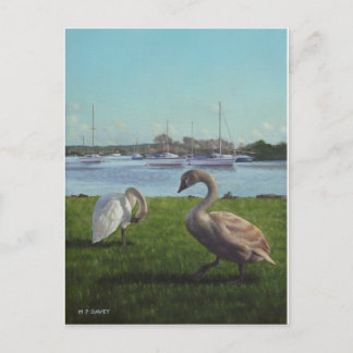 Cartão Postal cisnes no porto de ChristChurch